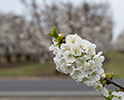 Orchard Blossom 141